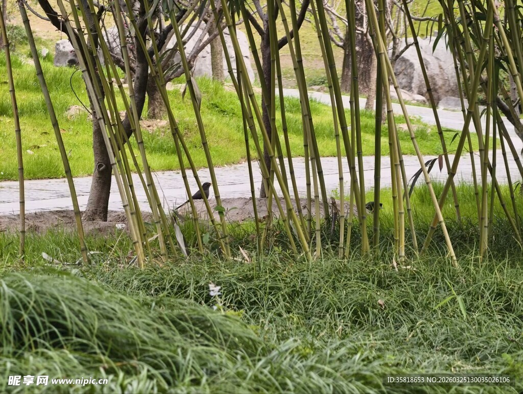 竹林边的葱郁草地景观