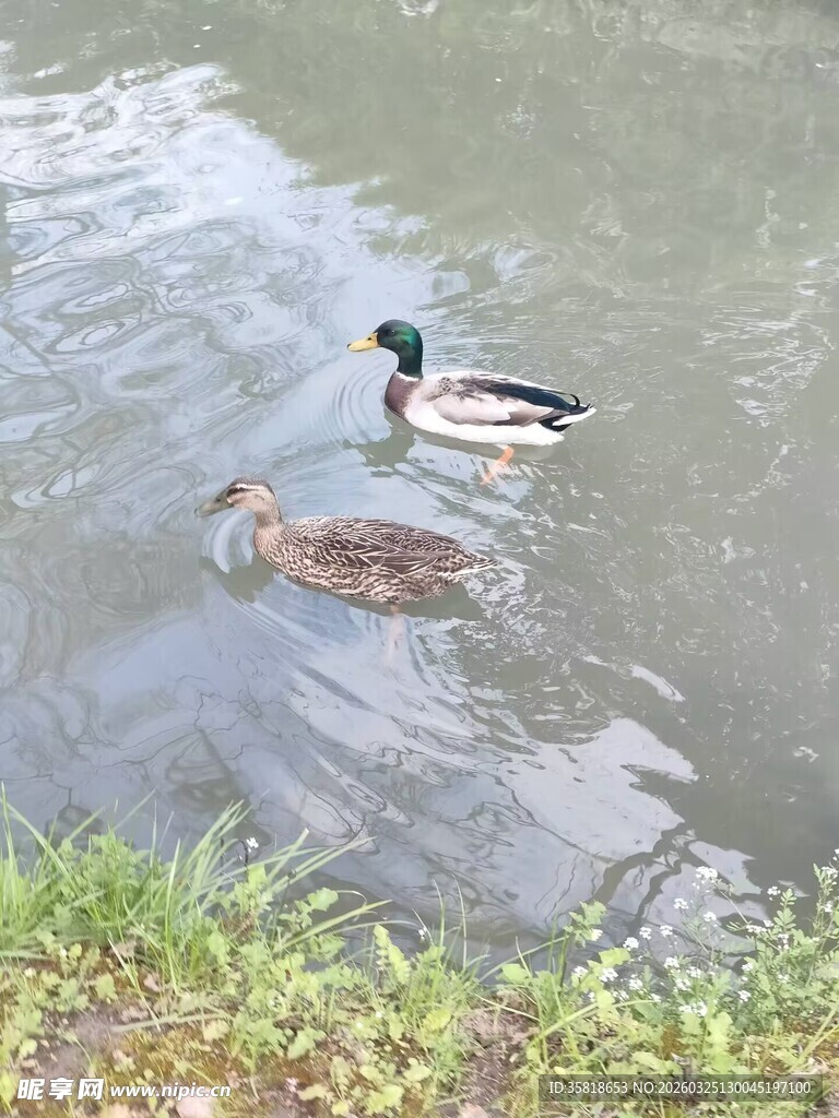 池塘中戏水的两只鸭子