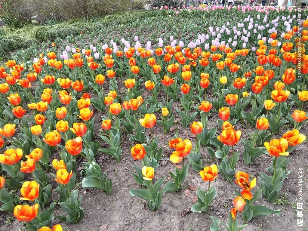 多彩花田绽放绚烂美景
