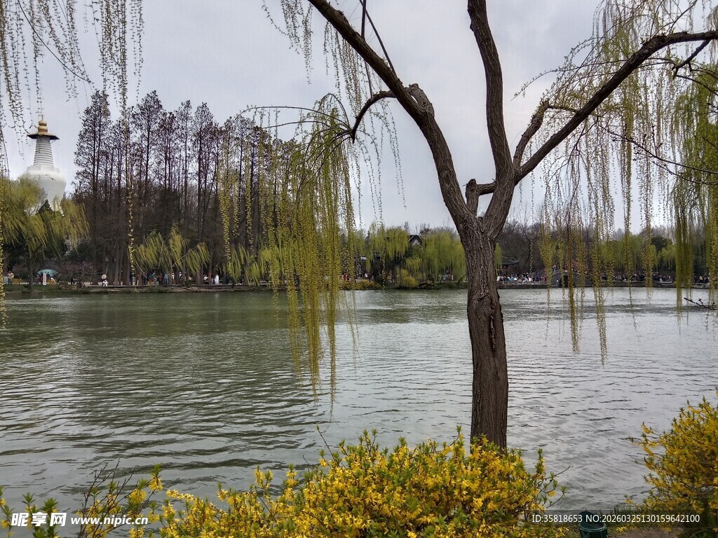 湖畔垂柳与繁花景致