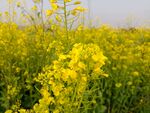 油菜花