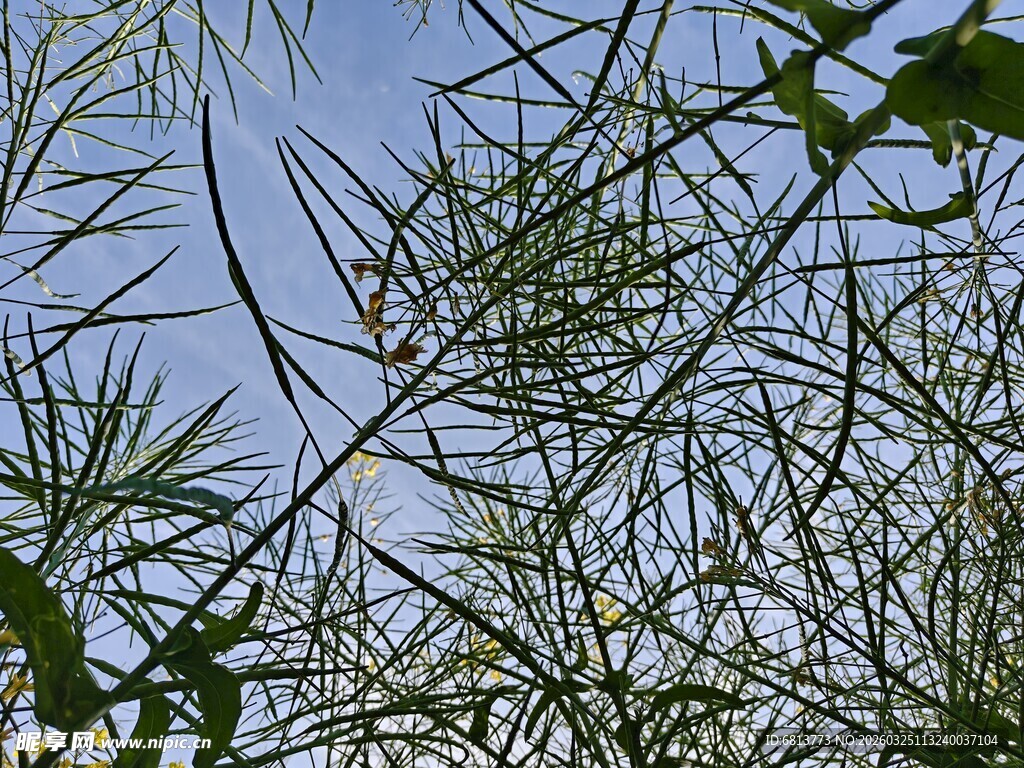 蓝天映衬下的葱郁松枝