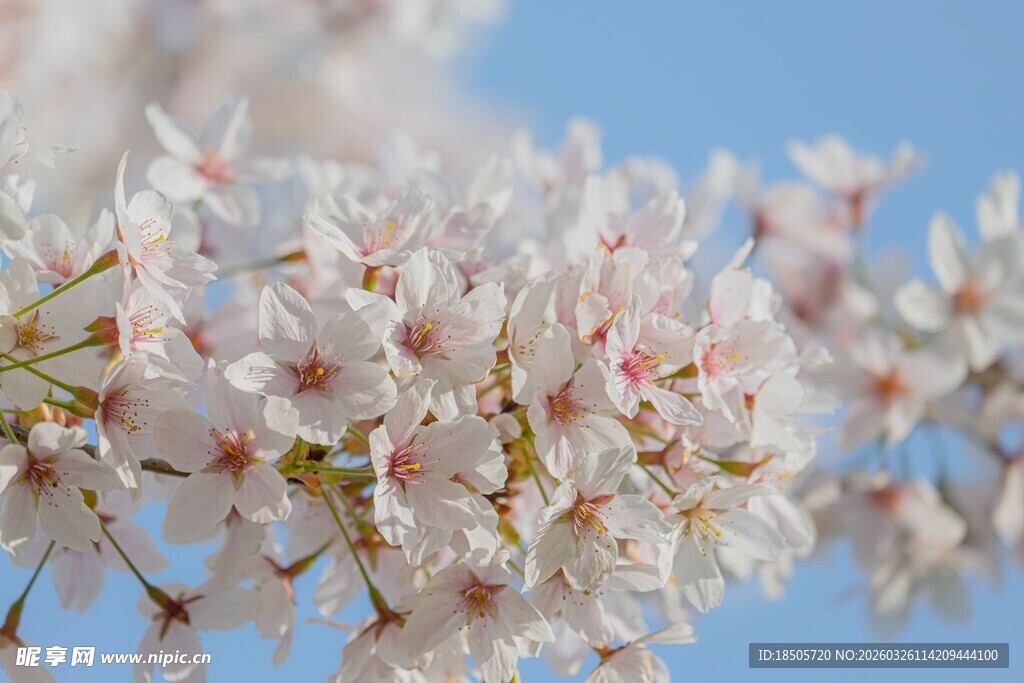 春日绽放的美丽樱花