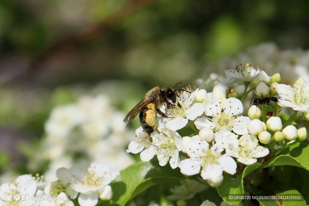 蜜蜂采蜜于白色小花上