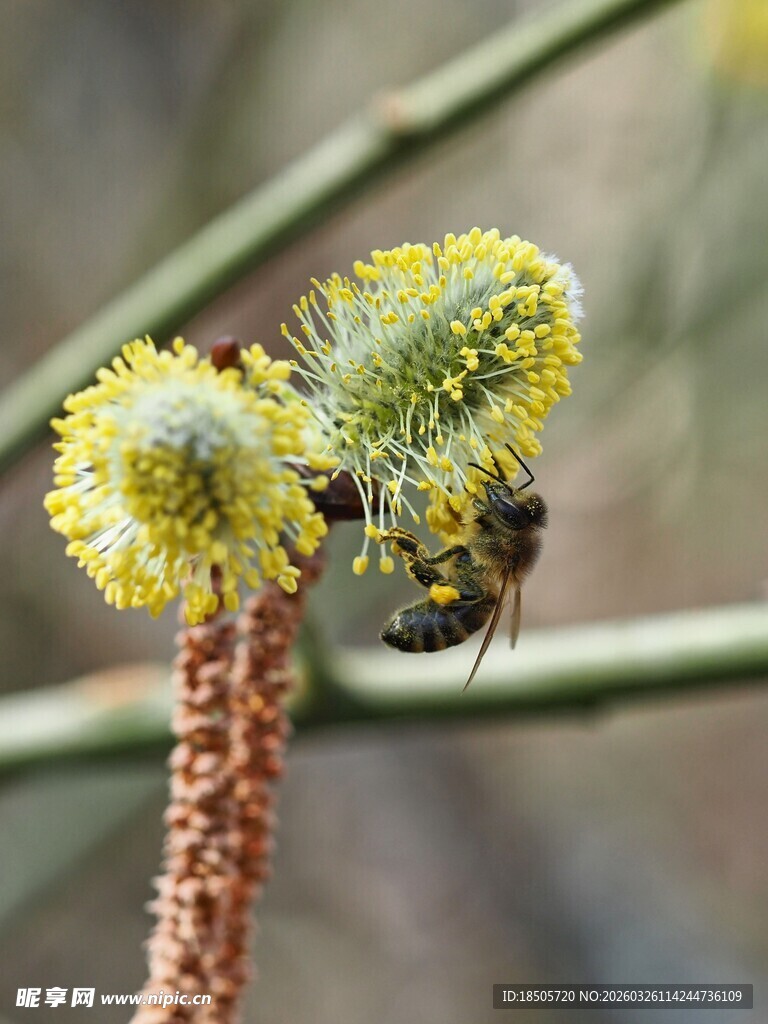 蜜蜂采蜜于毛茸茸花朵间