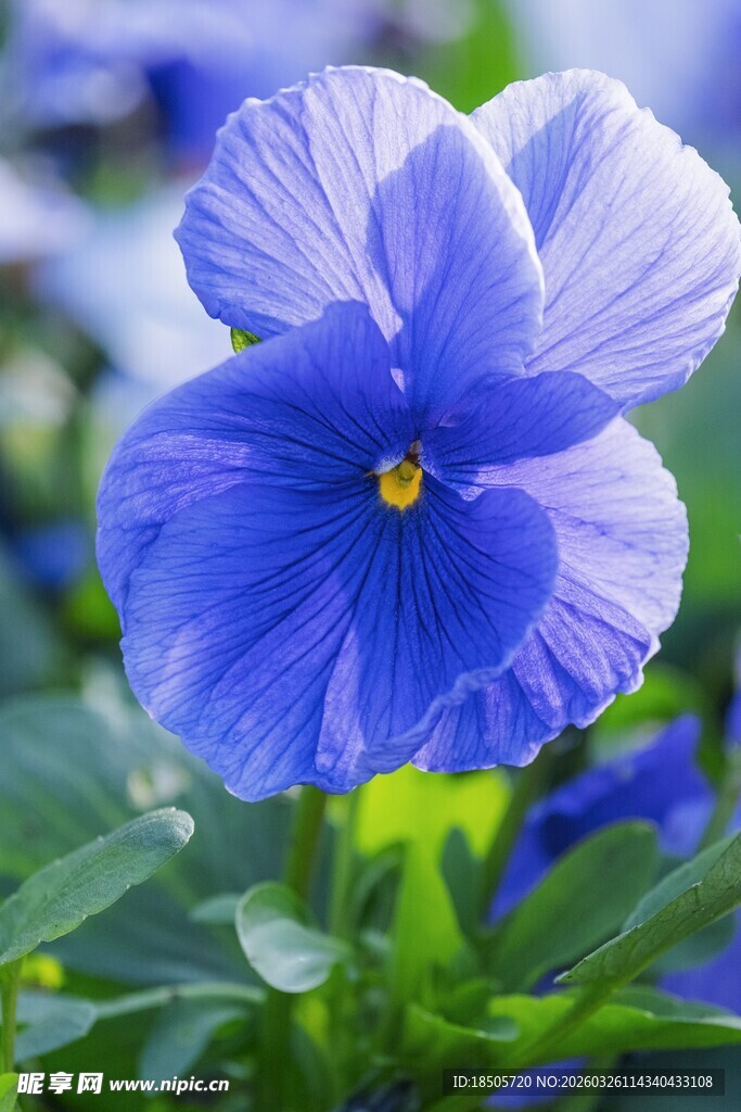 蓝色三色堇花朵特写