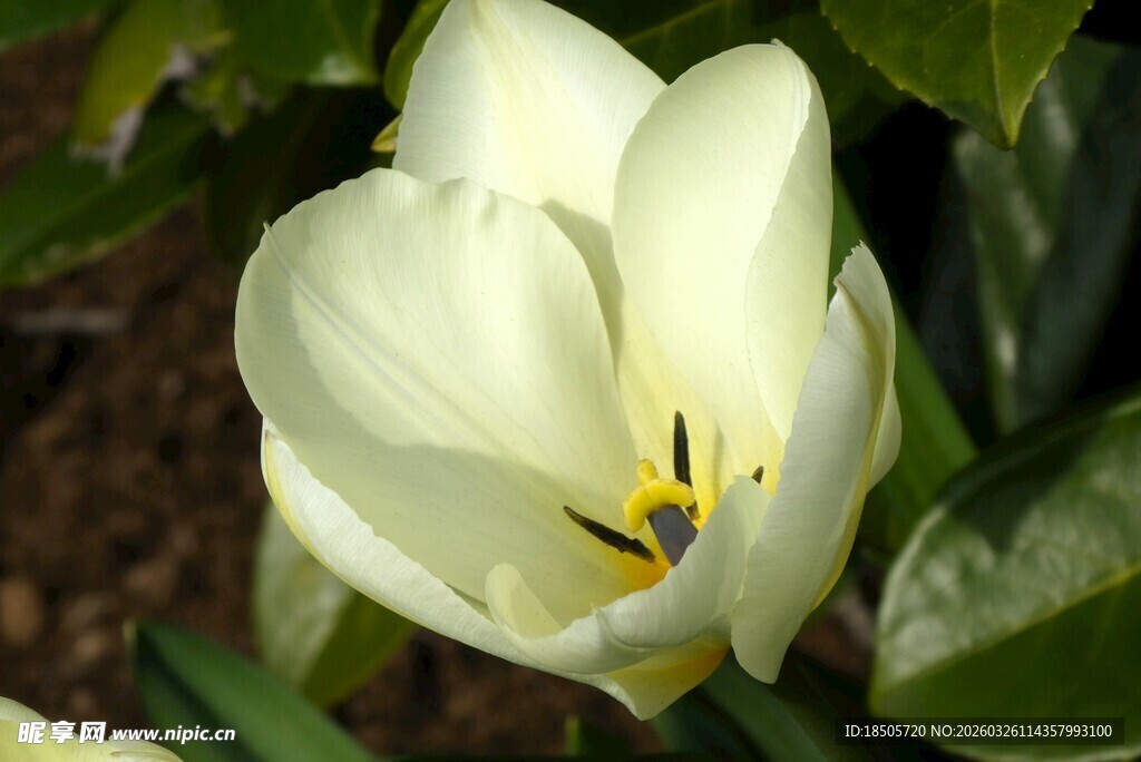 白色郁金香特写