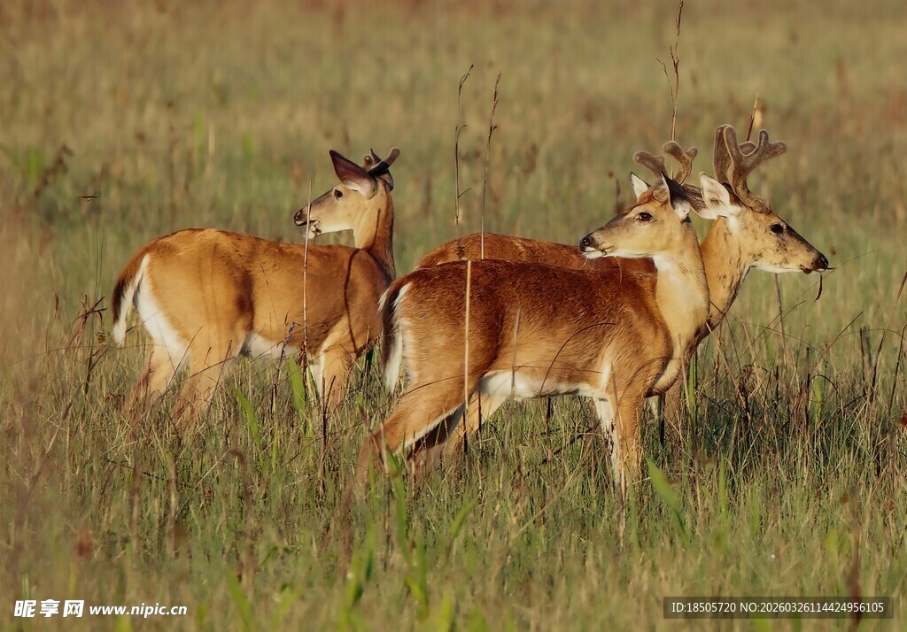 草原上的几只羚羊