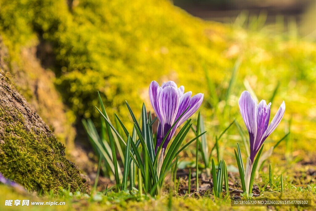 春日绽放的紫色番红花