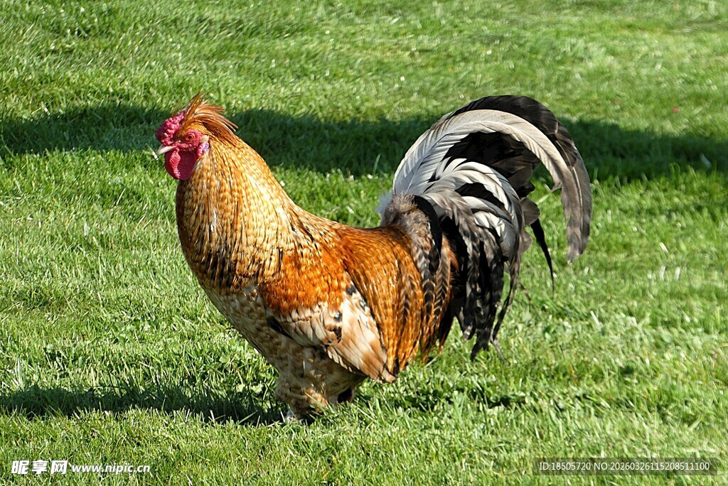 草地上的漂亮公鸡