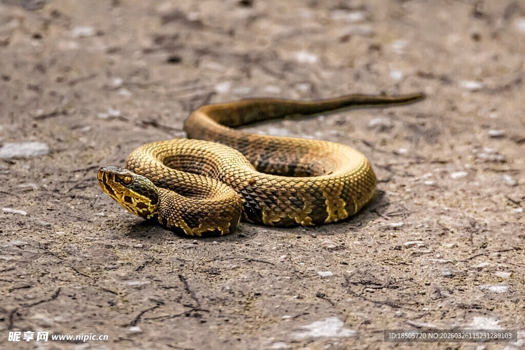 蜷曲地面的花纹蛇