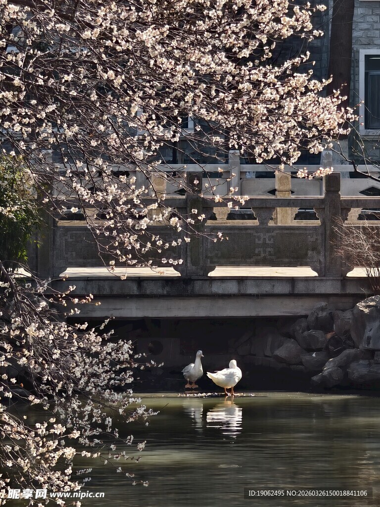 白梅与白鸭