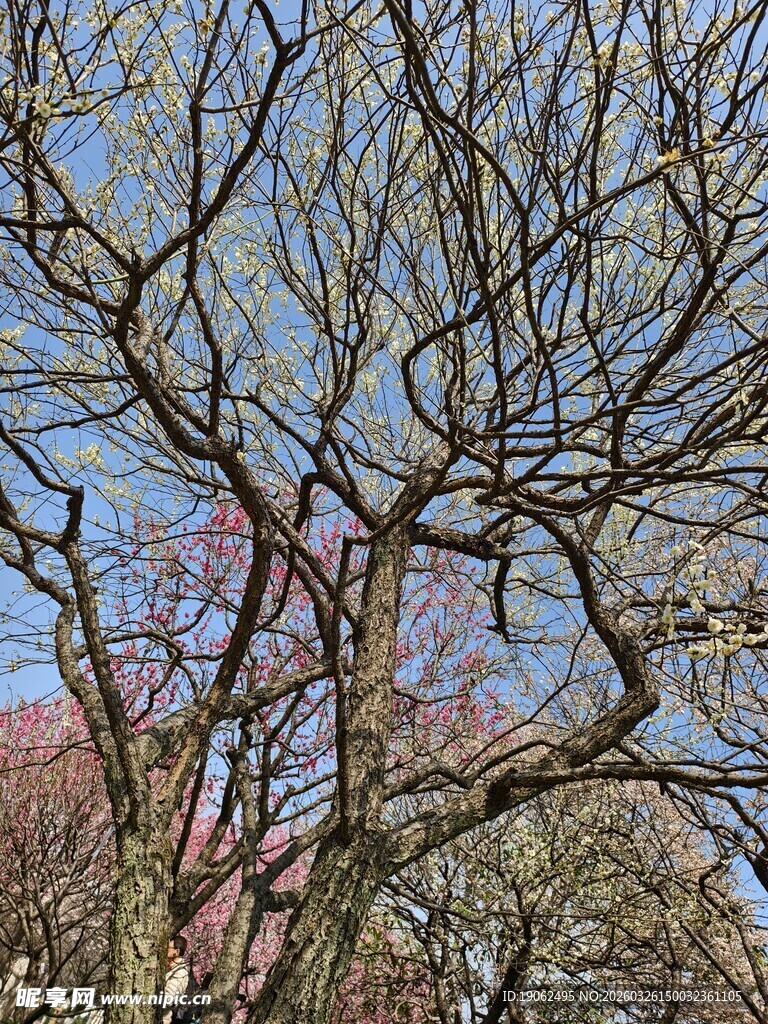 老树开花