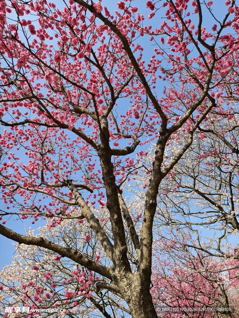 红梅映日