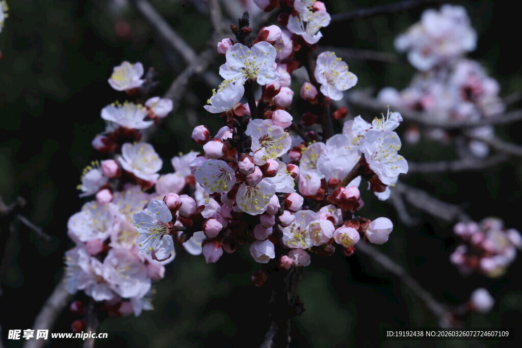 杏花  