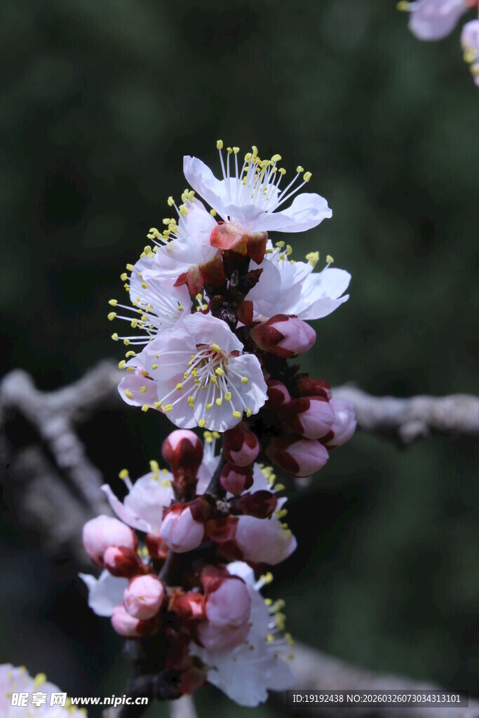 杏花  