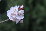杏花  