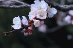 杏花  