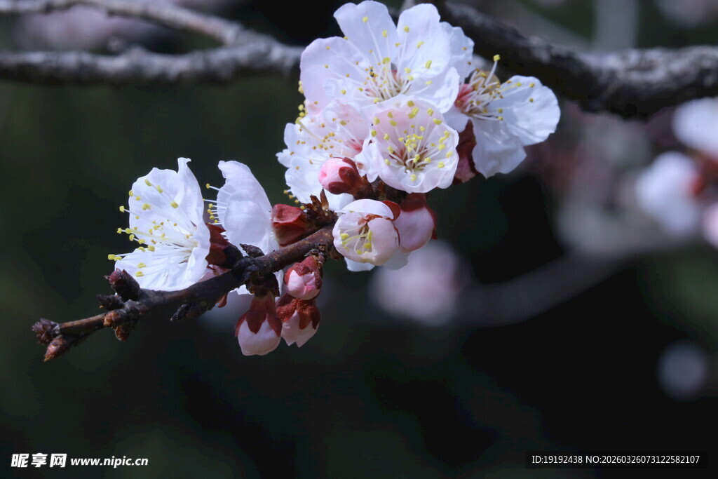 杏花  