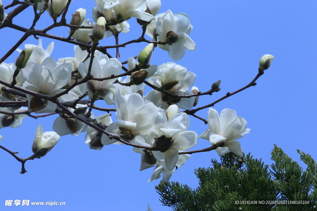 白玉兰 玉兰花 花朵 花瓣 花