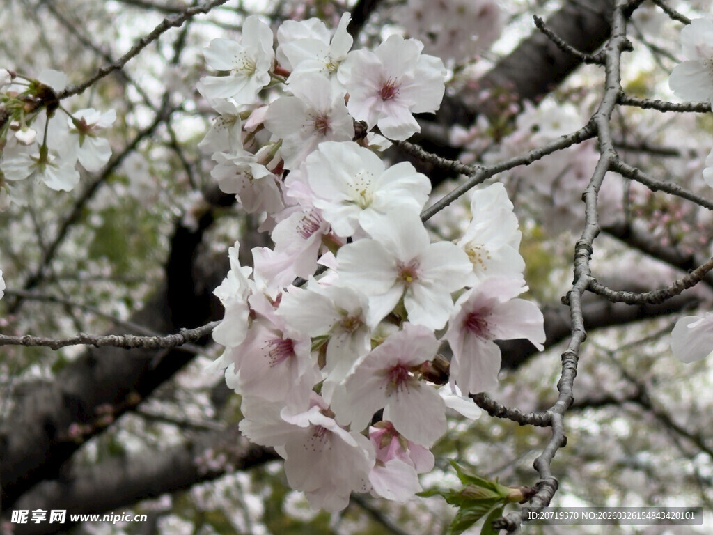 枝头绽放的美丽樱花