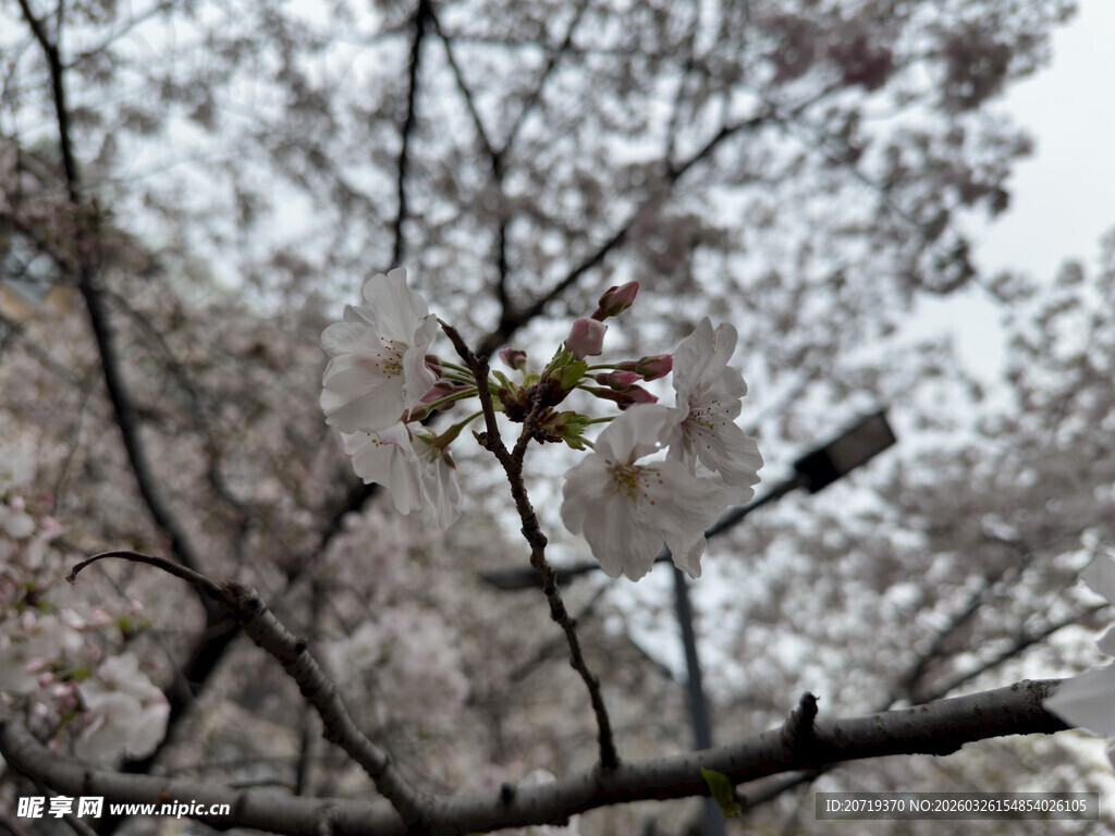 枝头绽放的美丽樱花
