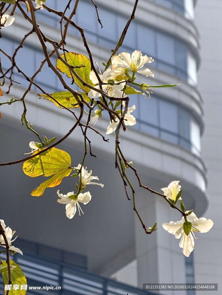 白色紫荆花