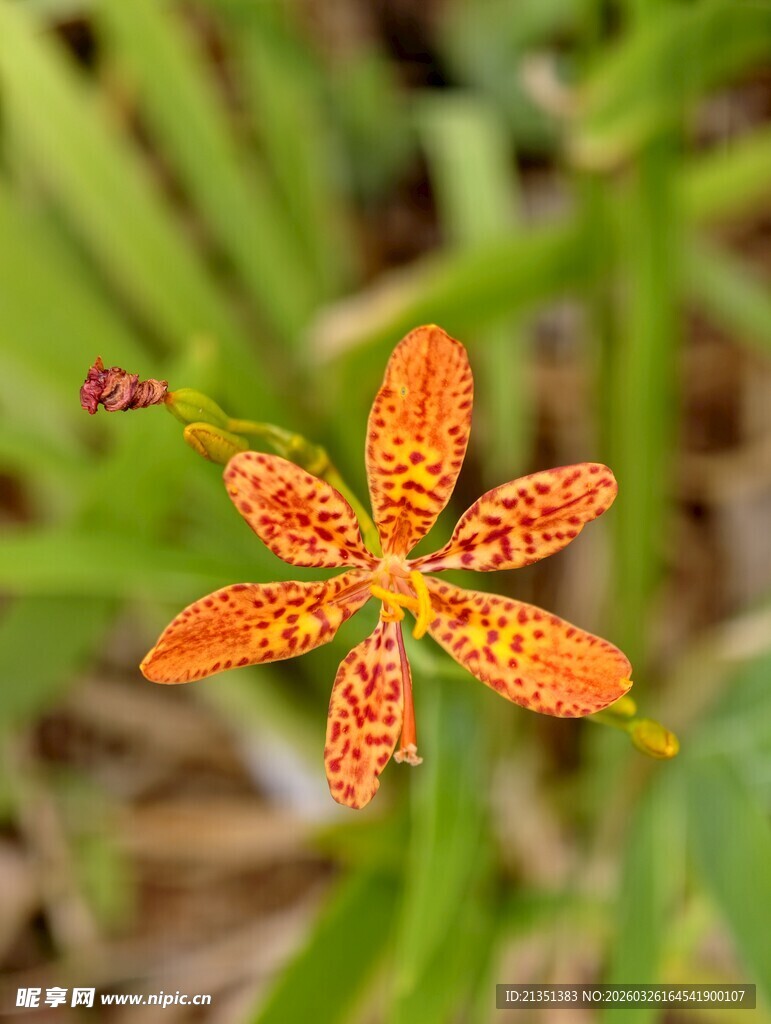 射干草