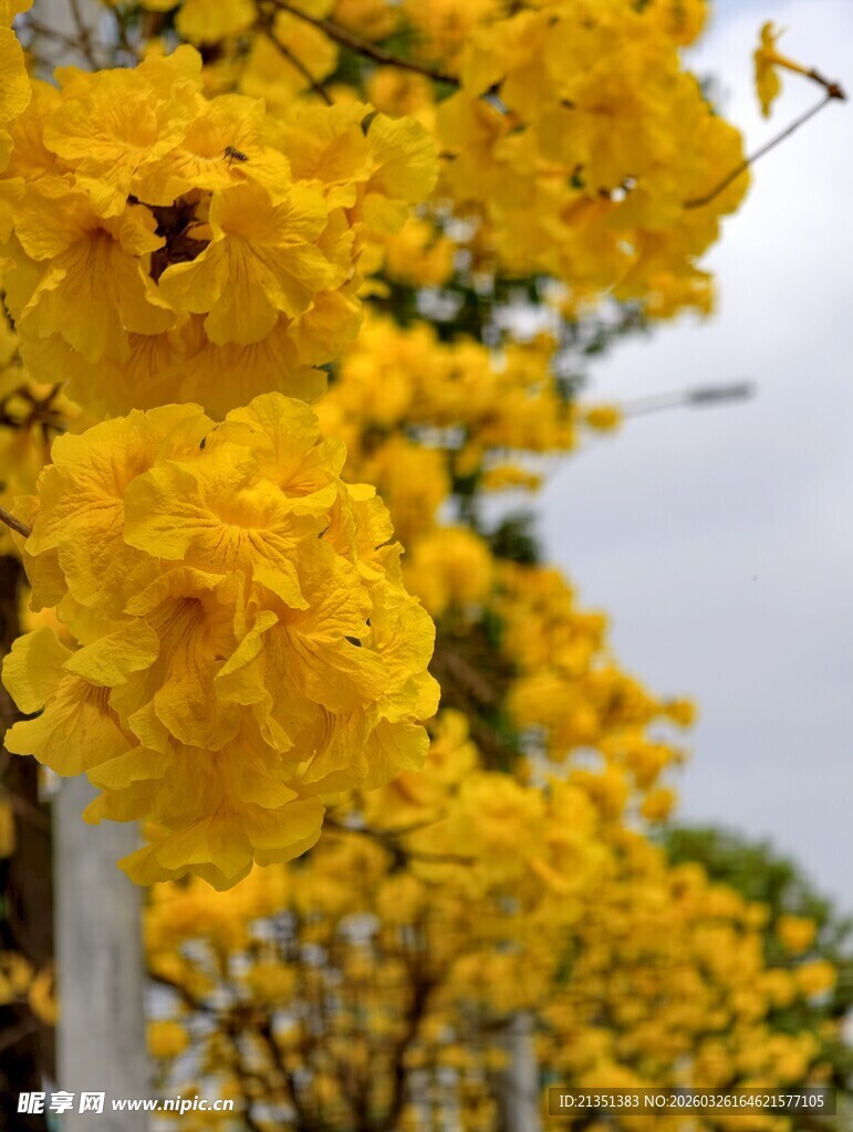 黄花风铃木