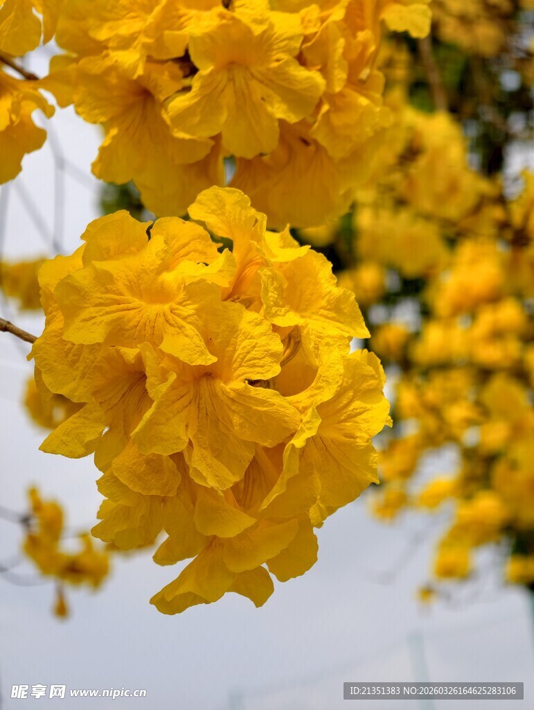 黄花风铃木