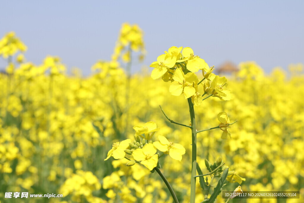 金黄油菜花田