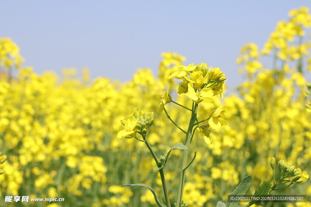 金黄油菜花海