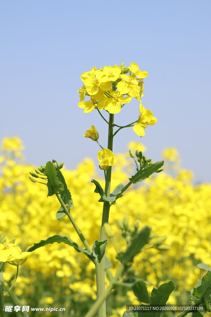 田野中的灿烂油菜花