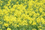 金黄油菜花田