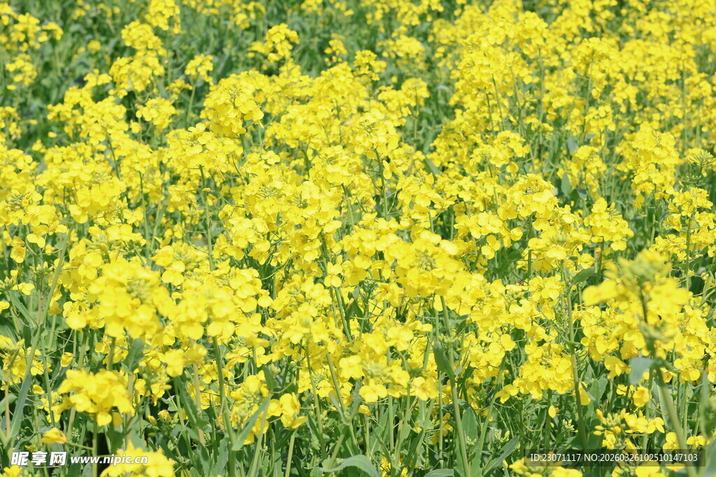 金黄油菜花田