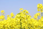 金黄油菜花绽放蓝天之下