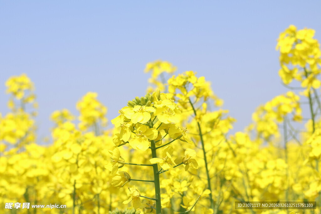 金黄油菜花绽放蓝天之下