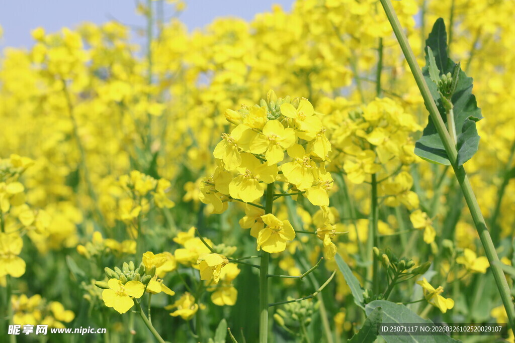 金黄灿烂的油菜花田