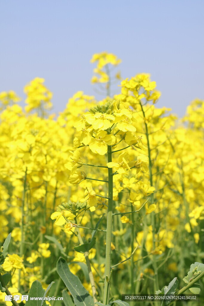 金黄灿烂的油菜花田