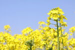 春日油菜花绽放