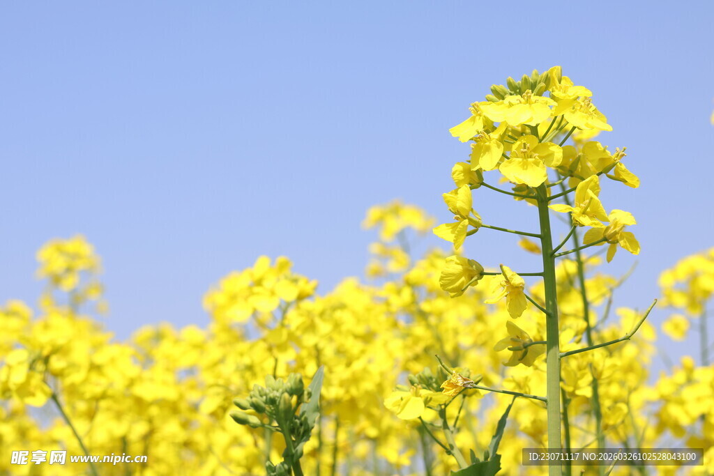 春日油菜花绽放