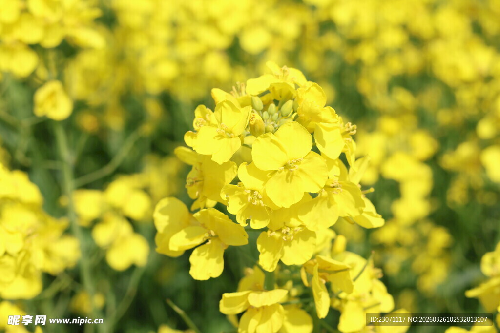 金黄灿烂的油菜花