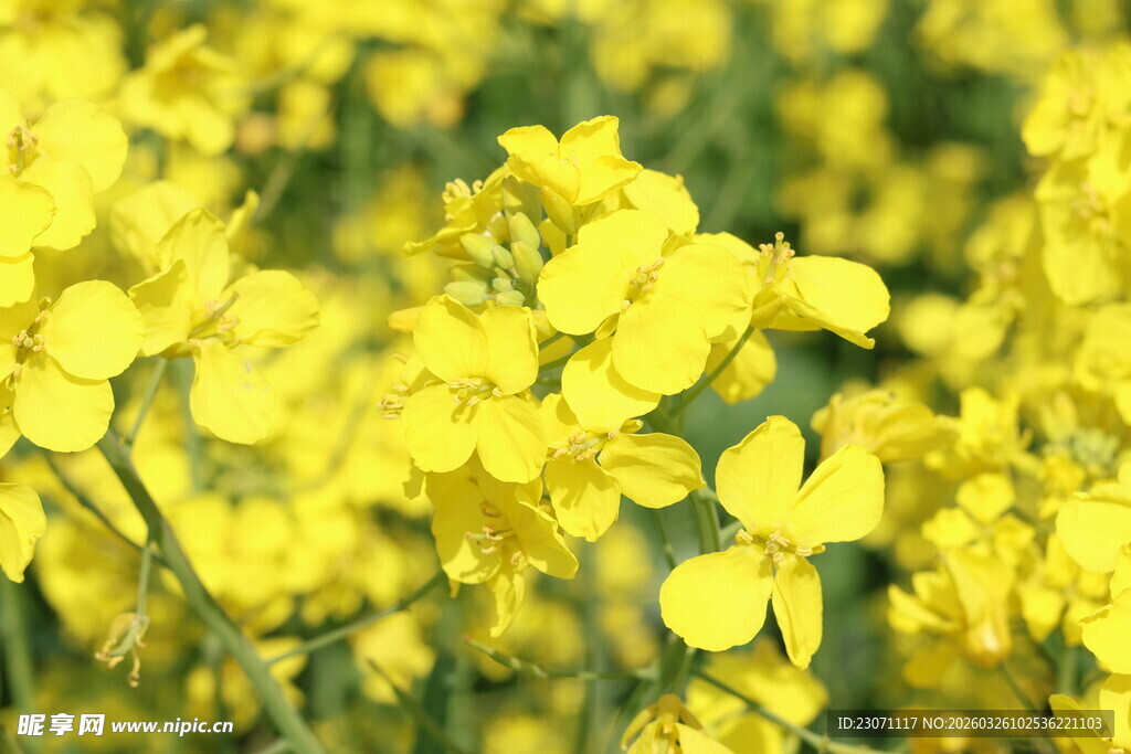 金黄油菜花绽放