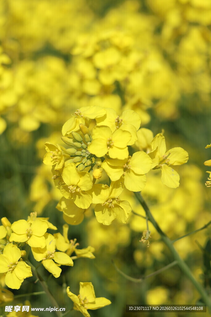 金黄油菜花绽放