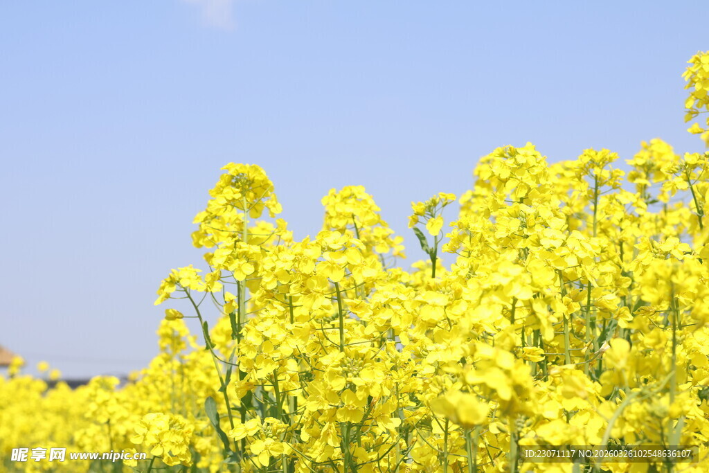 金黄油菜花绽放蓝天之下