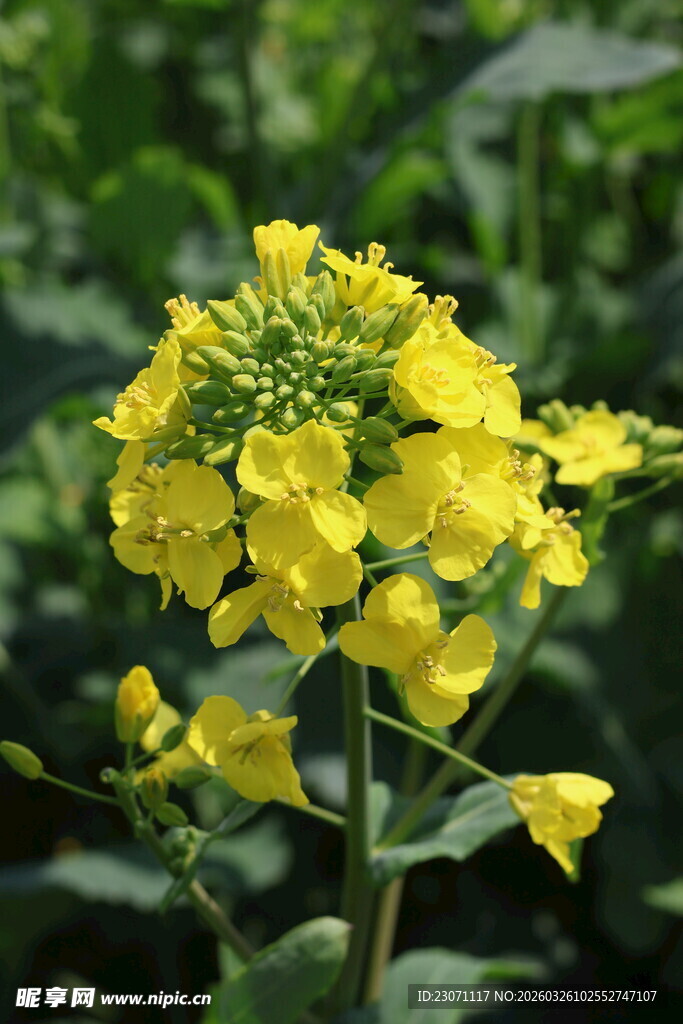 黄色油菜花特写
