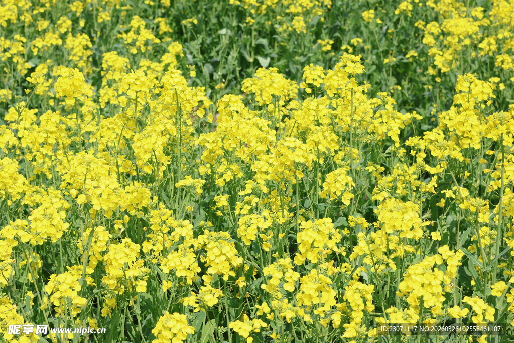 金黄油菜花田