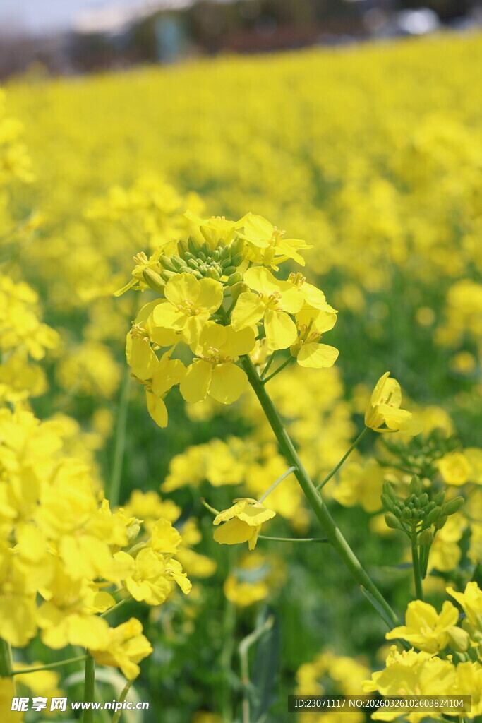 金黄油菜花田绽放