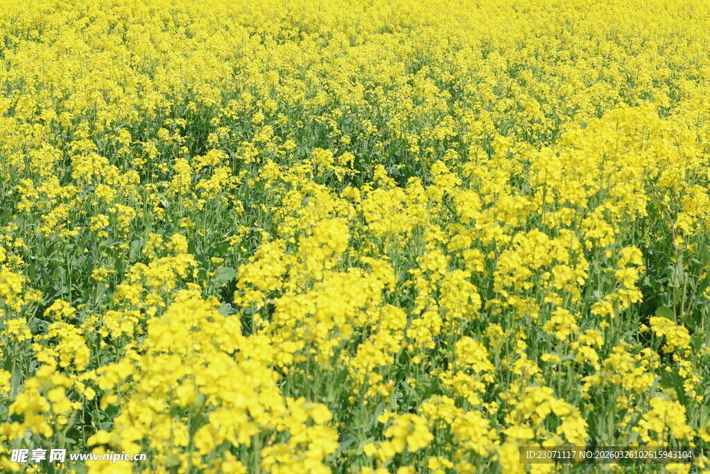 金黄灿烂的油菜花田