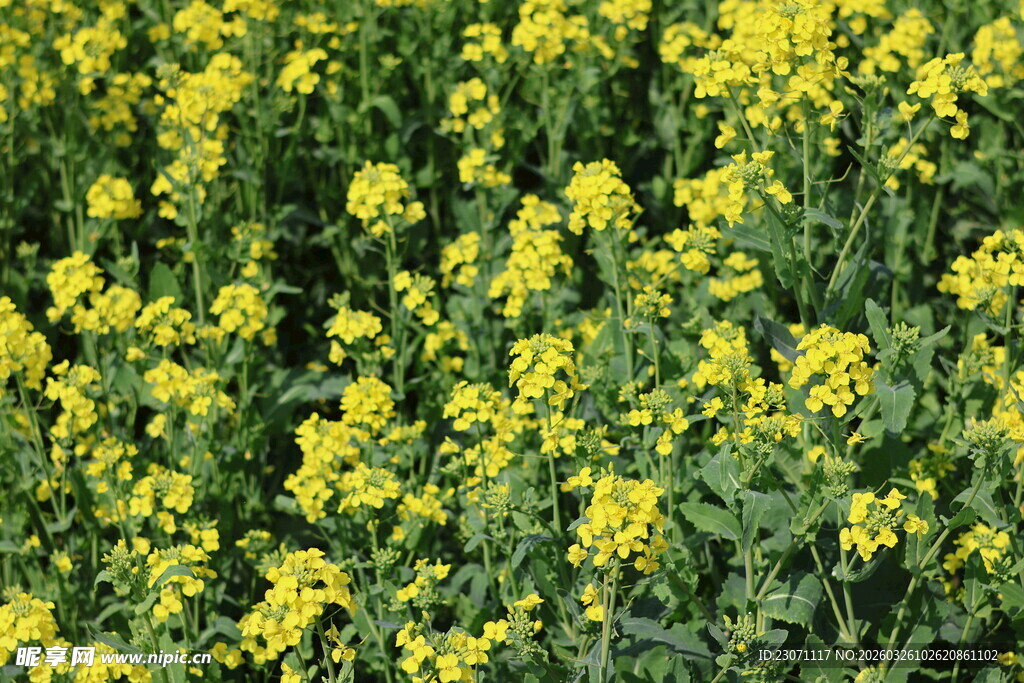 金黄油菜花田